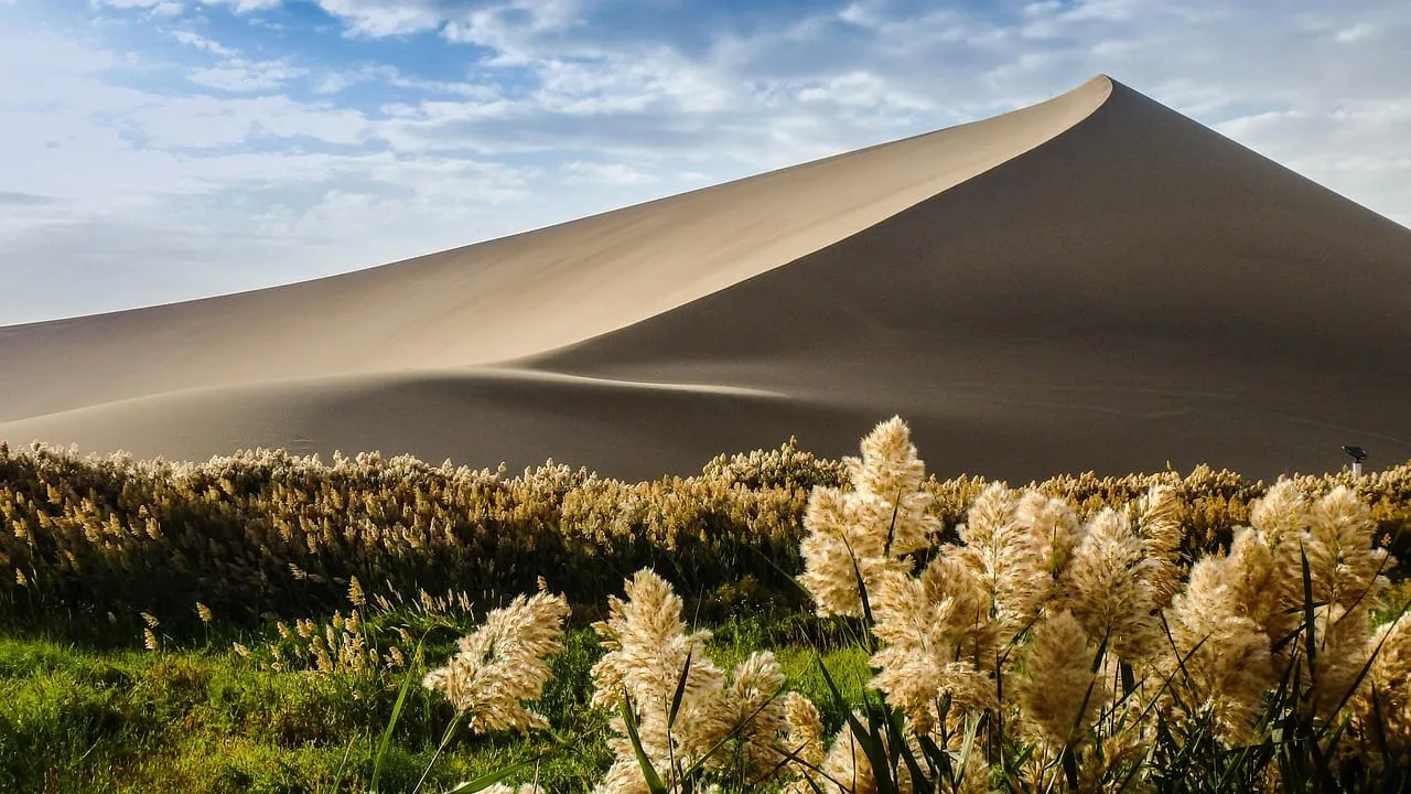 Una alta duna de arena detrás de hierbas en flor cerca de Dunhuang