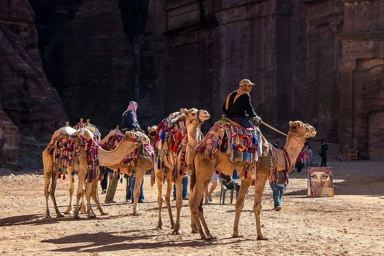 Camellos y camelleros esperando en el camino principal