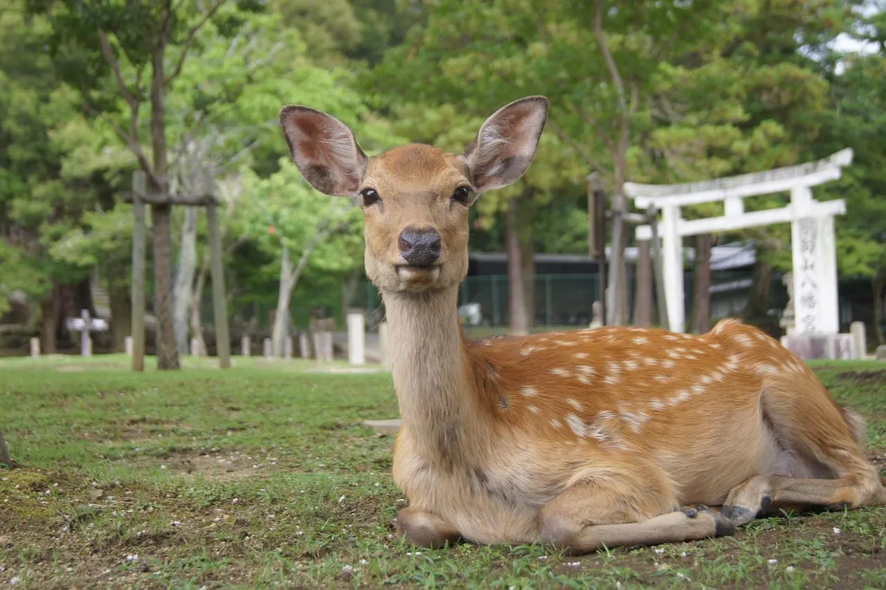 Un ciervo descansando en el parque de Nara
