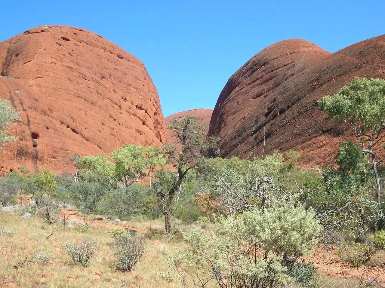 Las cúpulas redondeadas de Kata Tjuta con matorral verde debajo